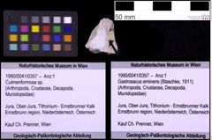 Foto (Objekt + Etiketten) von Culmenformosa sp. (NHMW-GEO-1990-0041-0357)